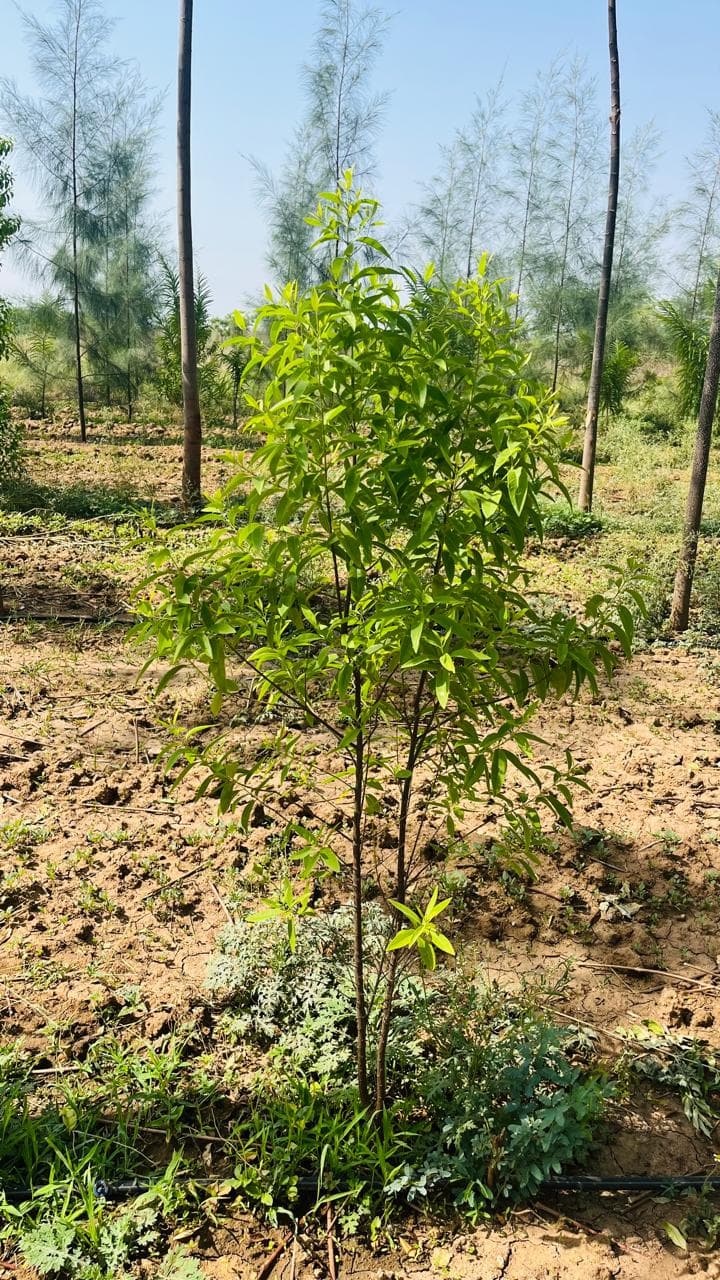 Milestone Achieved: Phase 1 Plantation Complete