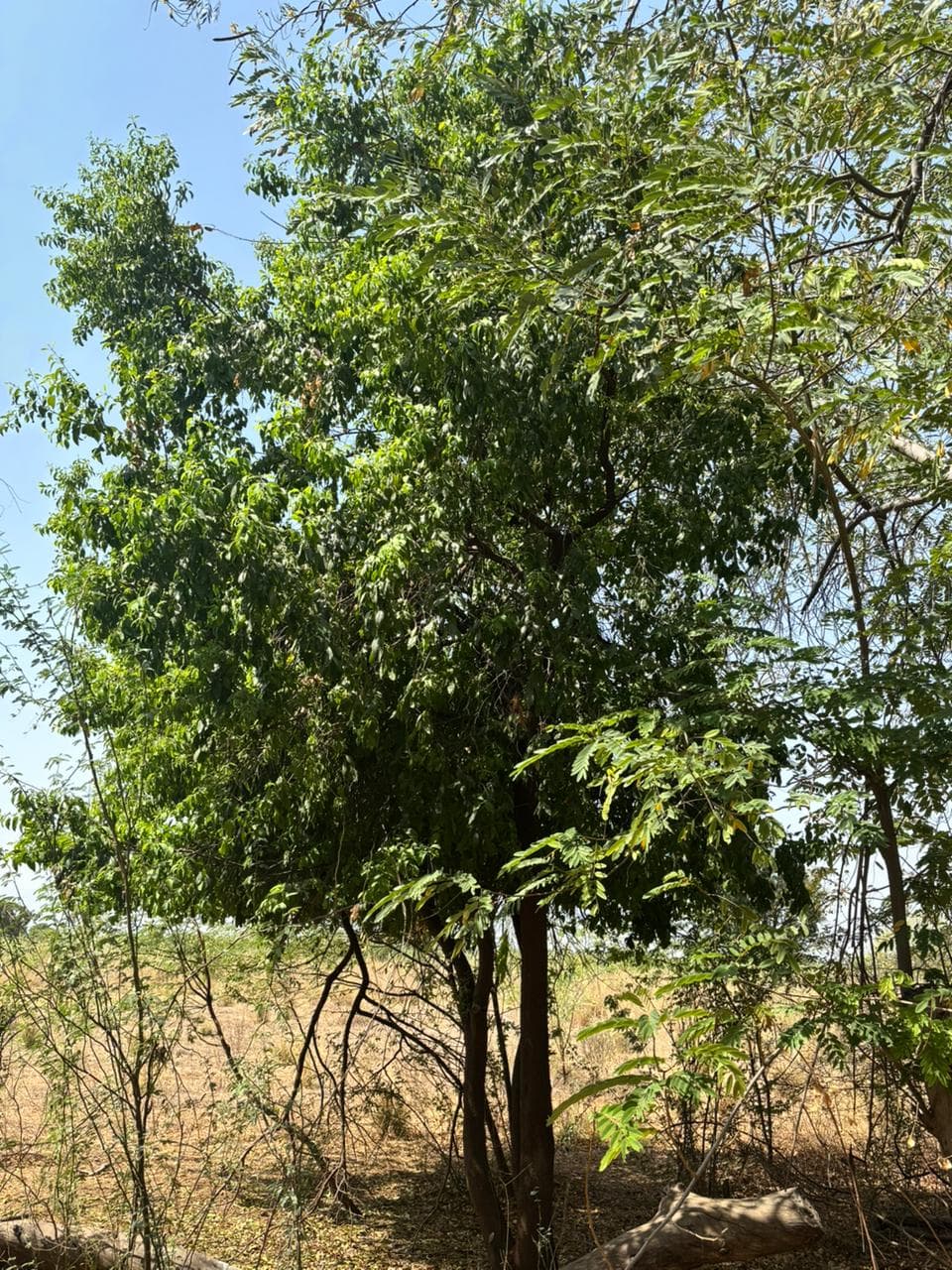 The Green Transformation: Mandwa After the Rains