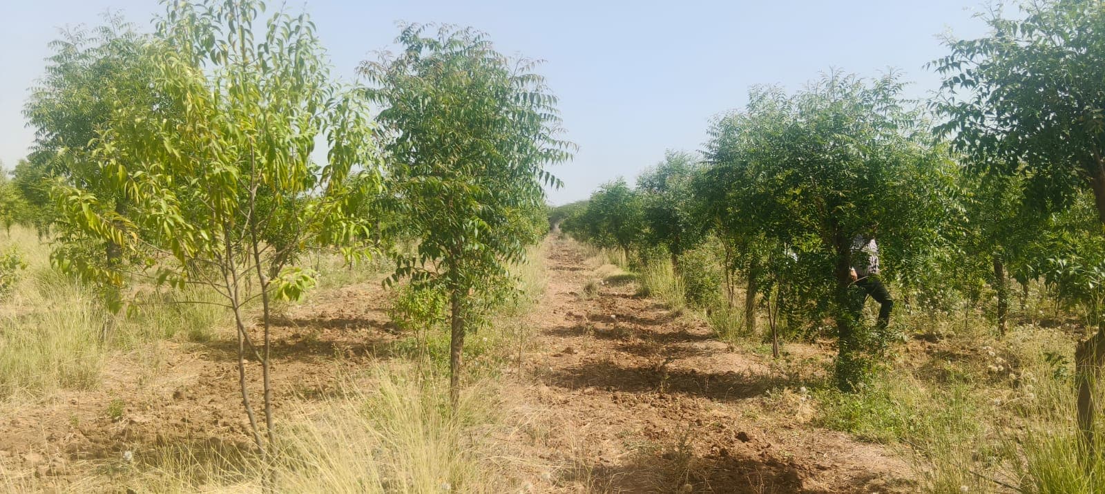 Stories from Mandwa: A Landowner Experience