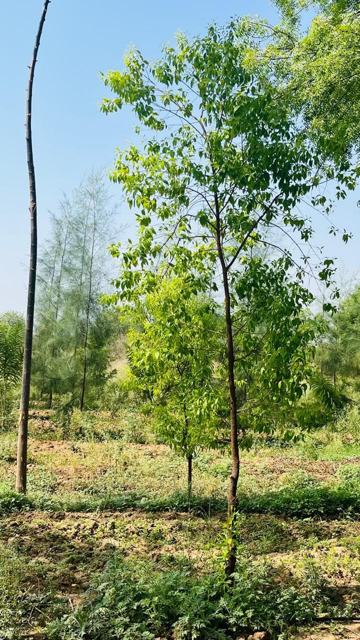 Scientific soil preparation and land grading.