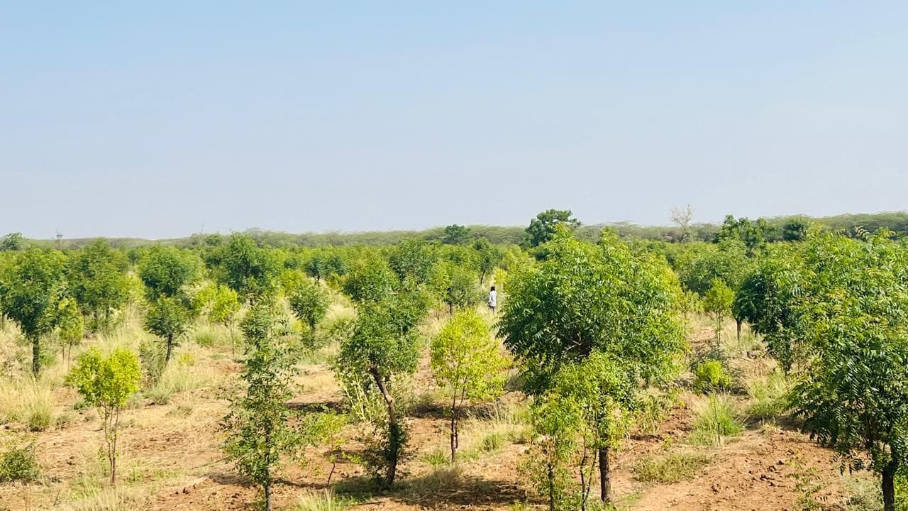 Elite Sandalwood saplings in our nursery.