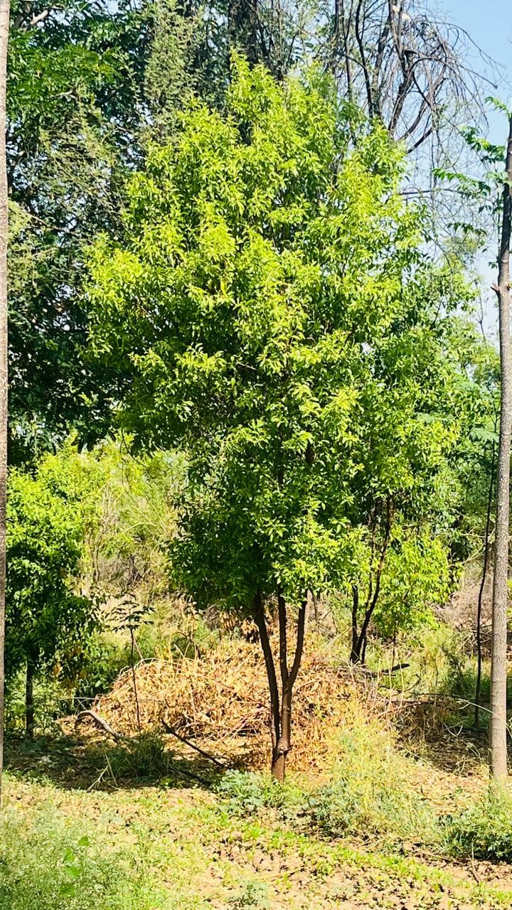 Advanced drip irrigation installation.