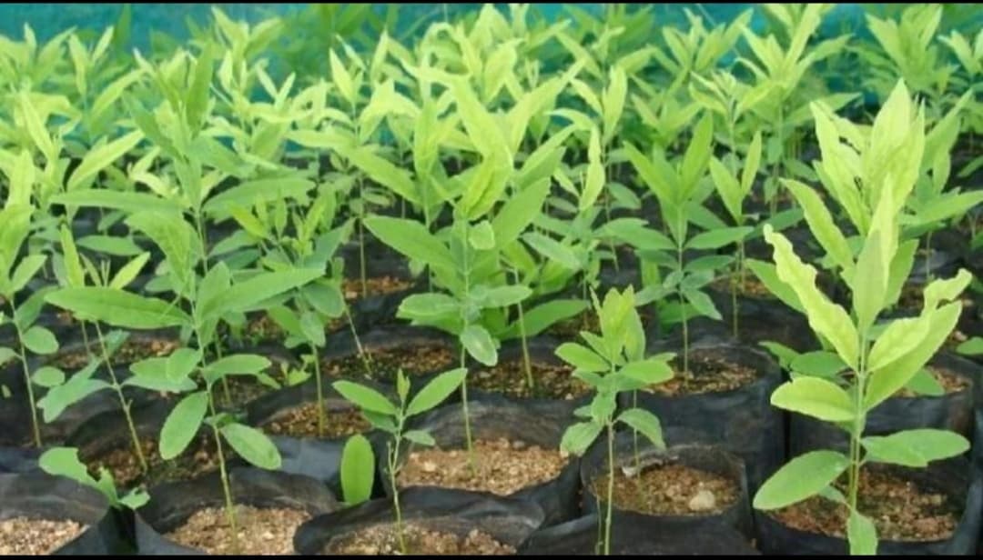 Beyond the Soil: Community Empowerment in Mandwa