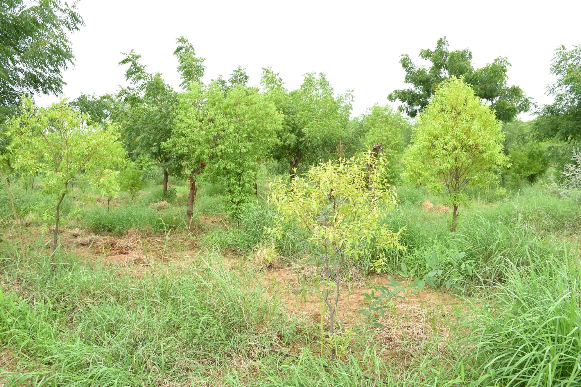 Agricultural land at Mandwa village in Sirohi district, Rajasthan